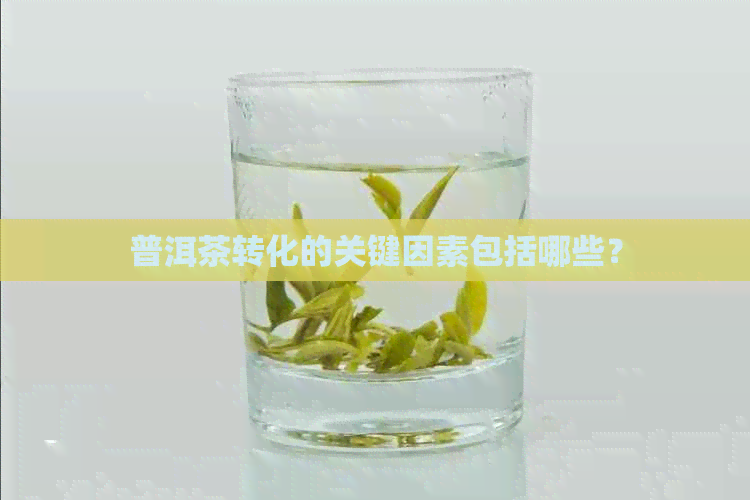 普洱茶转化的关键因素包括哪些？