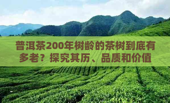 普洱茶200年树龄的茶树到底有多老？探究其历、品质和价值