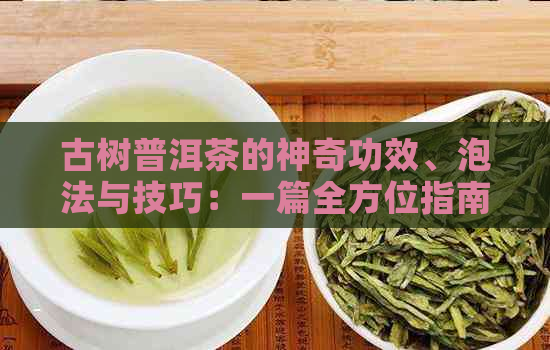 古树普洱茶的神奇功效、泡法与技巧：一篇全方位指南