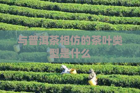 与普洱茶相仿的茶叶类型是什么