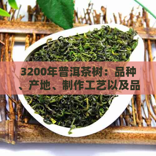 3200年普洱茶树：品种、产地、制作工艺以及品鉴方法的全面解析