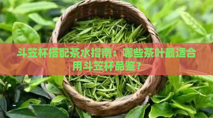 斗笠杯搭配茶水指南：哪些茶叶最适合用斗笠杯品鉴？