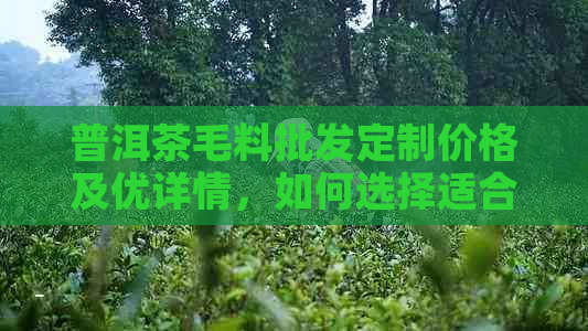 普洱茶毛料批发定制价格及优详情，如何选择适合您的茶叶？