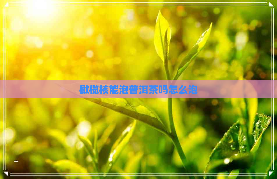 橄榄核能泡普洱茶吗怎么泡