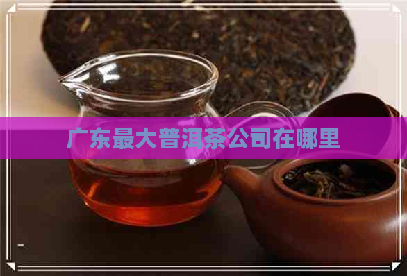 广东更大普洱茶公司在哪里