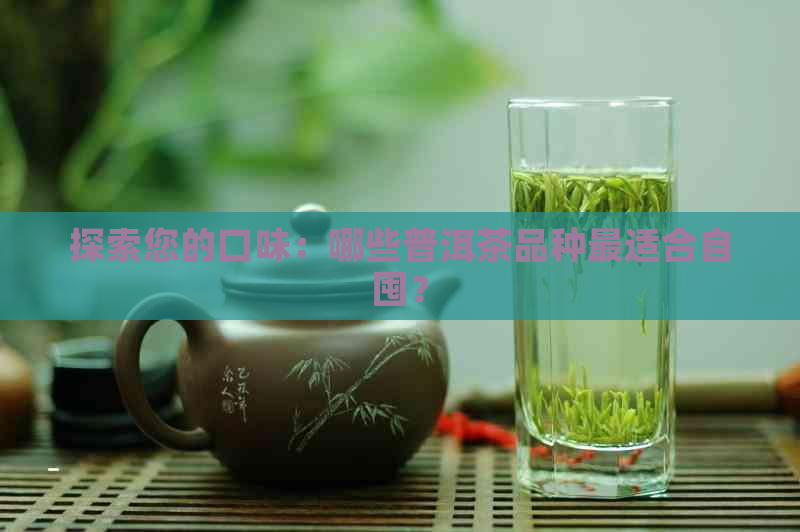 探索您的口味：哪些普洱茶品种最适合自囤？