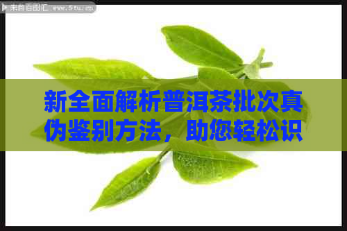 新全面解析普洱茶批次真伪鉴别方法，助您轻松识别真假普洱茶