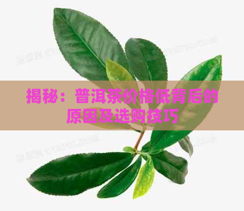 揭秘：普洱茶价格低背后的原因及选购技巧