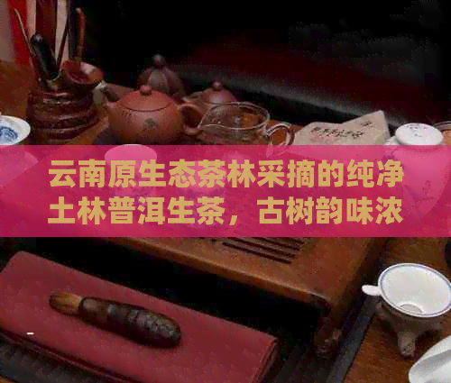 云南原生态茶林采摘的纯净土林普洱生茶，古树韵味浓厚，口感独特的品质选择