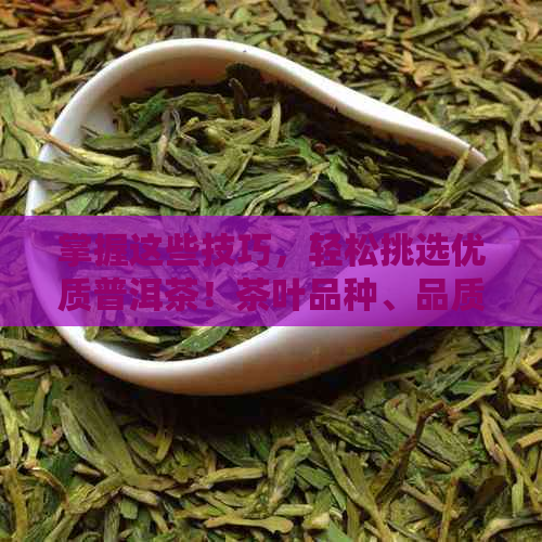 掌握这些技巧，轻松挑选优质普洱茶！茶叶品种、品质与口感的完美融合