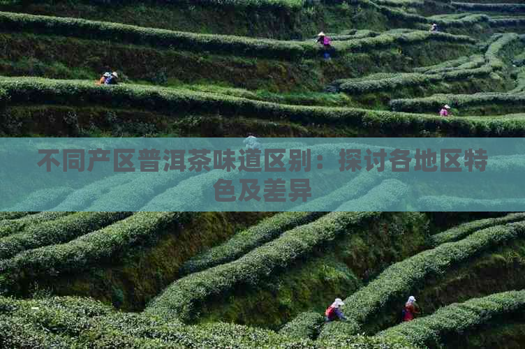 不同产区普洱茶味道区别：探讨各地区特色及差异