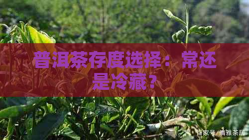 普洱茶存度选择：常还是冷藏？