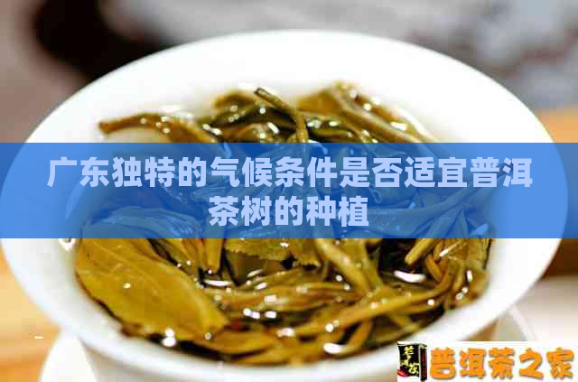 广东独特的气候条件是否适宜普洱茶树的种植