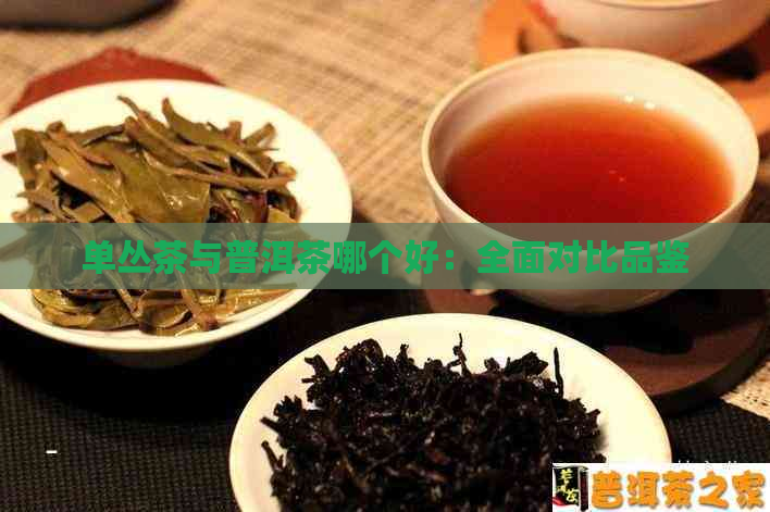 单丛茶与普洱茶哪个好：全面对比品鉴