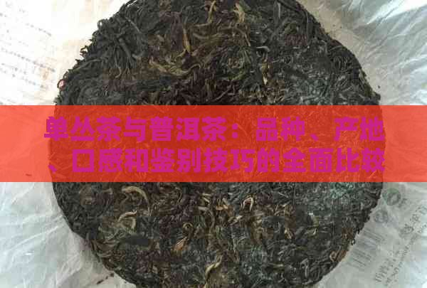 单丛茶与普洱茶：品种、产地、口感和鉴别技巧的全面比较