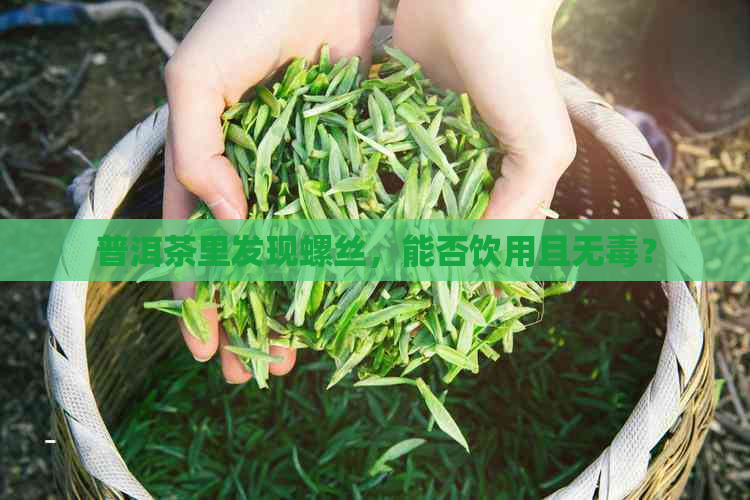 普洱茶里发现螺丝，能否饮用且无？