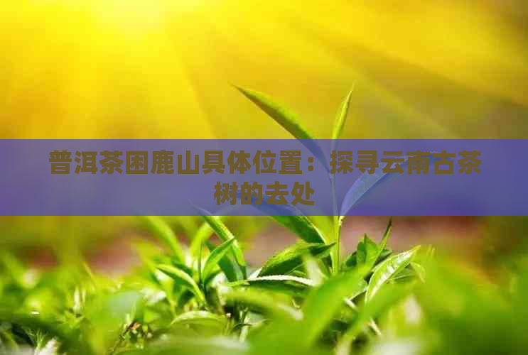 普洱茶困鹿山具     置：探寻云南古茶树的去处