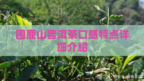 困鹿山普洱茶口感特点详细介绍