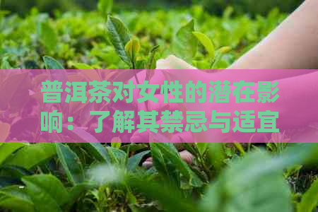 普洱茶对女性的潜在影响：了解其禁忌与适宜饮用条件