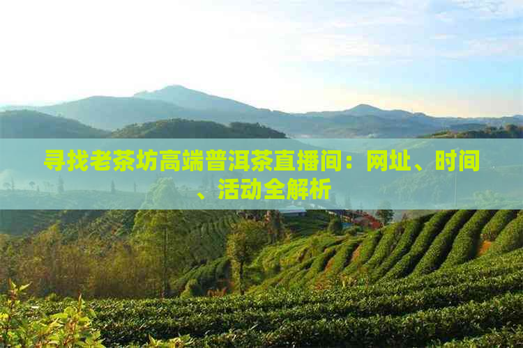 寻找老茶坊高端普洱茶直播间：网址、时间、活动全解析