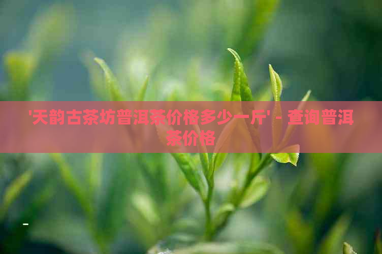 '天韵古茶坊普洱茶价格多少一斤' - 查询普洱茶价格