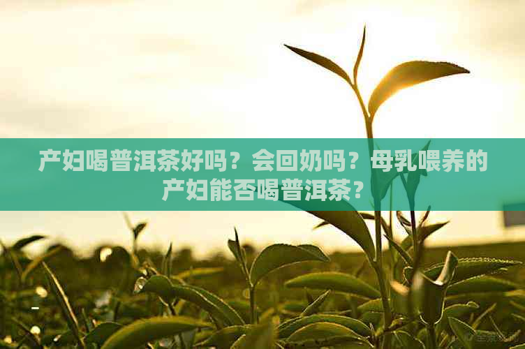 产妇喝普洱茶好吗？会回奶吗？母乳喂养的产妇能否喝普洱茶？