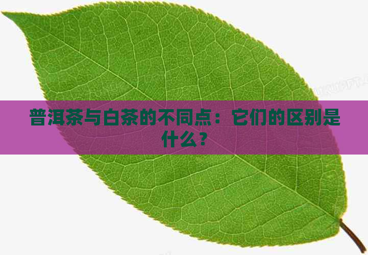 普洱茶与白茶的不同点：它们的区别是什么？