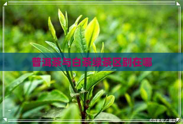 普洱茶与白茶绿茶区别在哪