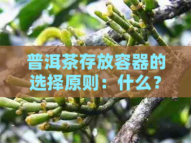 普洱茶存放容器的选择原则：什么？有哪些？