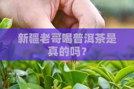 新疆老哥喝普洱茶是真的吗？