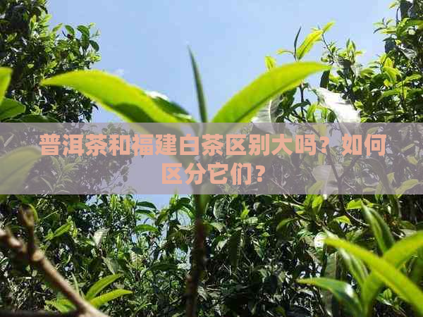 普洱茶和福建白茶区别大吗？如何区分它们？