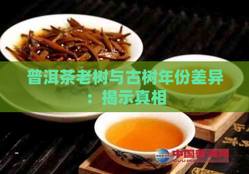 普洱茶老树与古树年份差异：揭示真相