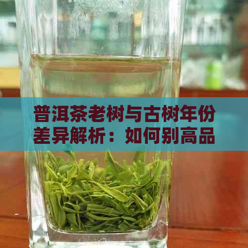 普洱茶老树与古树年份差异解析：如何别高品质茶叶？