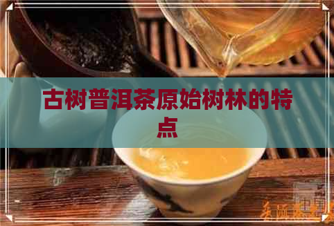 古树普洱茶原始树林的特点