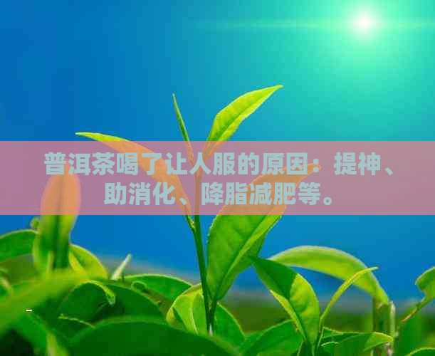 普洱茶喝了让人服的原因：提神、助消化、降脂减肥等。