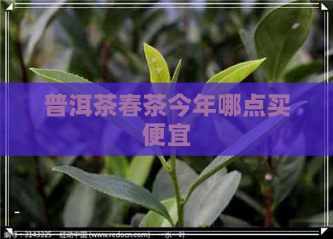 普洱茶春茶今年哪点买便宜