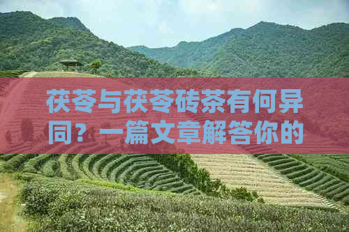 茯苓与茯苓砖茶有何异同？一篇文章解答你的疑惑