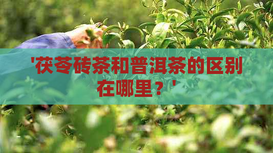 '茯苓砖茶和普洱茶的区别在哪里？'