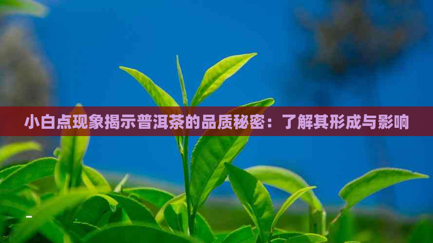 小白点现象揭示普洱茶的品质秘密：了解其形成与影响