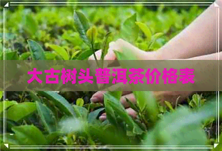 大古树头普洱茶价格表