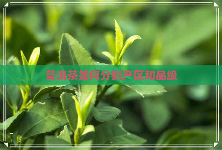 普洱茶如何分别产区和品级