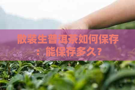 散装生普洱茶如何保存：能保存多久？