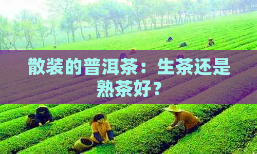 散装的普洱茶：生茶还是熟茶好？