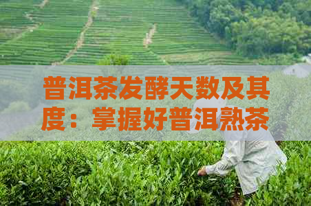 普洱茶发酵天数及其度：掌握好普洱熟茶的发酵过程