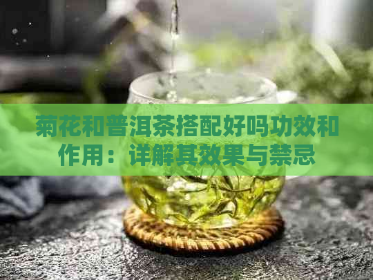 菊花和普洱茶搭配好吗功效和作用：详解其效果与禁忌