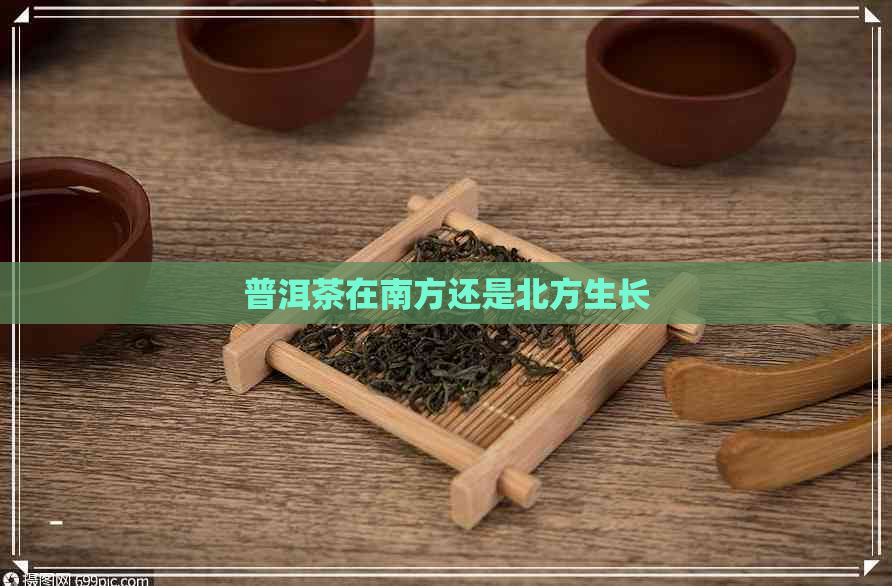 普洱茶在南方还是北方生长