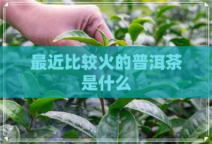 最近比较火的普洱茶是什么