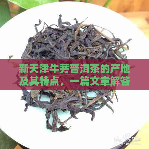 新天津牛蒡普洱茶的产地及其特点，一篇文章解答你的所有疑问