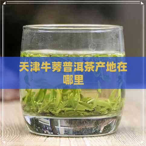 天津牛蒡普洱茶产地在哪里