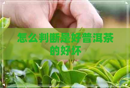 怎么判断是好普洱茶的好坏